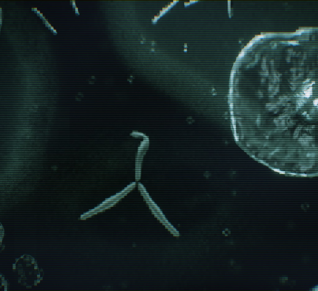 EXP 002: Bacteria preview image 1